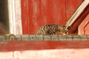 Barn cat care - barn cat hunting from on top of a chicken coop