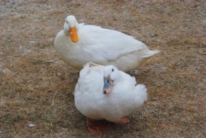 Two white ducks looking at the camera
