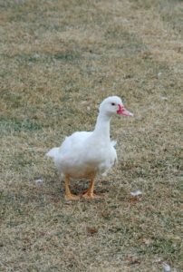 A white duck stands in grass looking to the left.