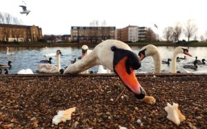 A swan in river reaches for bread