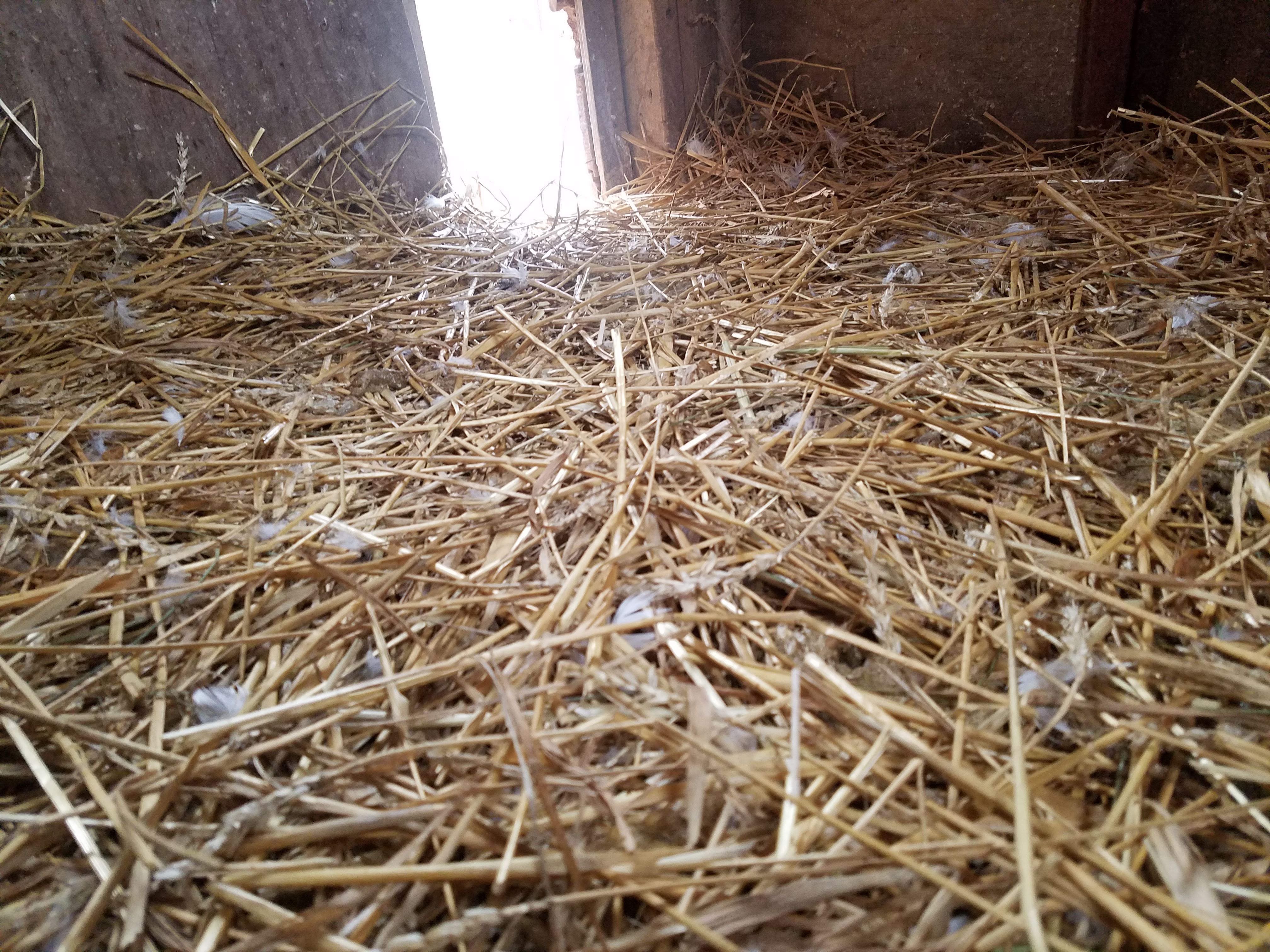 Duck coop with straw bedding. There is a small door in the background