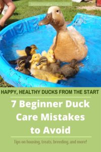 "7 Beginner Duck Care Mistakes to Avoid" on top of duck hen with babies swimming in a pool