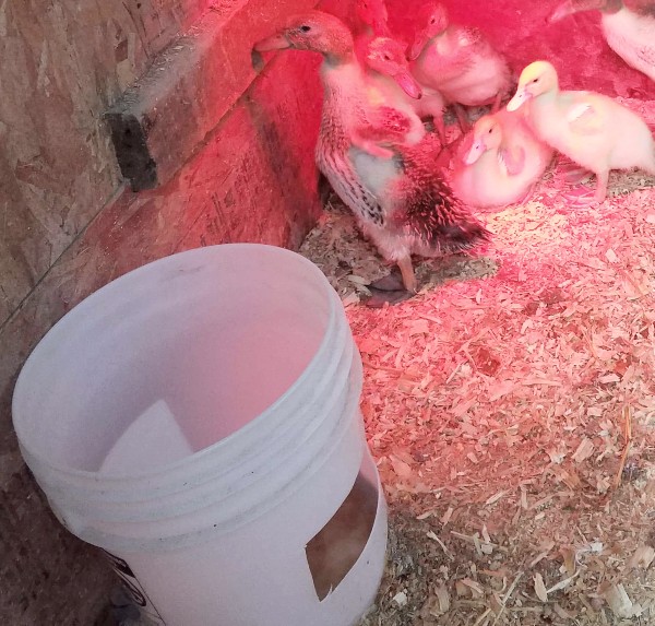 Ducklings in a coop with a red-bulb heat lamp. A bucket waterer in the foreground