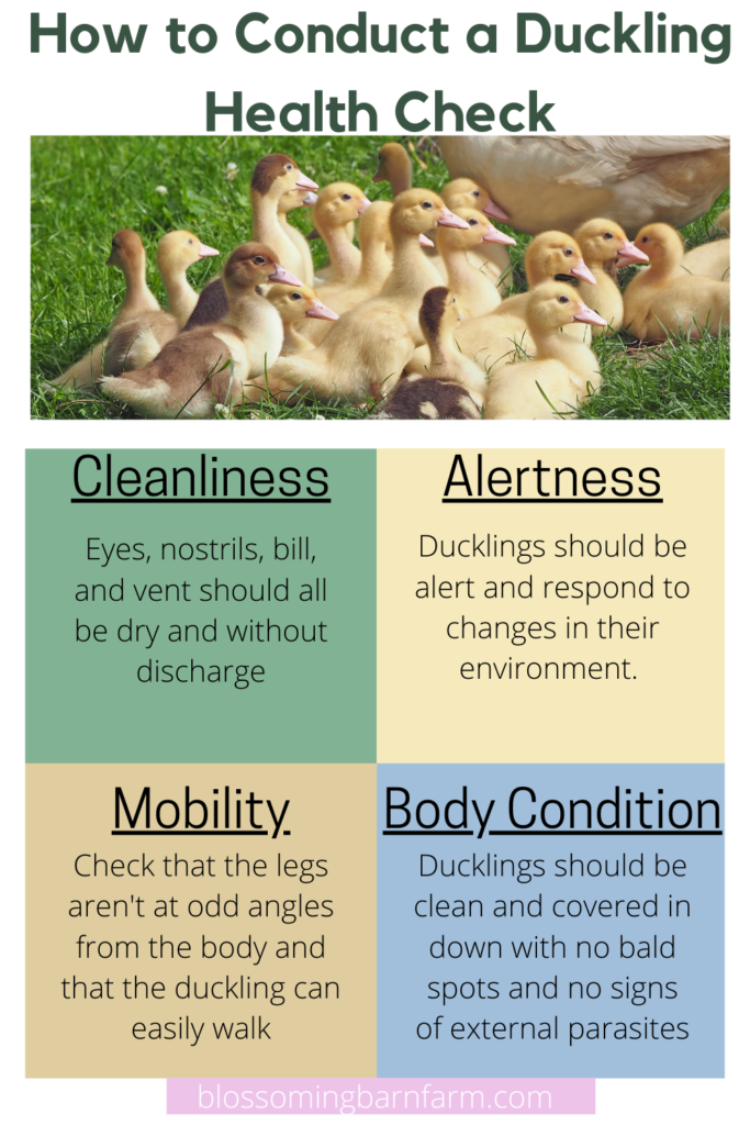 Ducking health check guide for beginner duck care. Title reads - how to conduct a duckling health check. Outlines things to check for in cleanliness, alertness, mobility, and body condition.