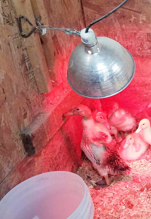 Ducklings in a coop with a red-bulb heat lamp. 
