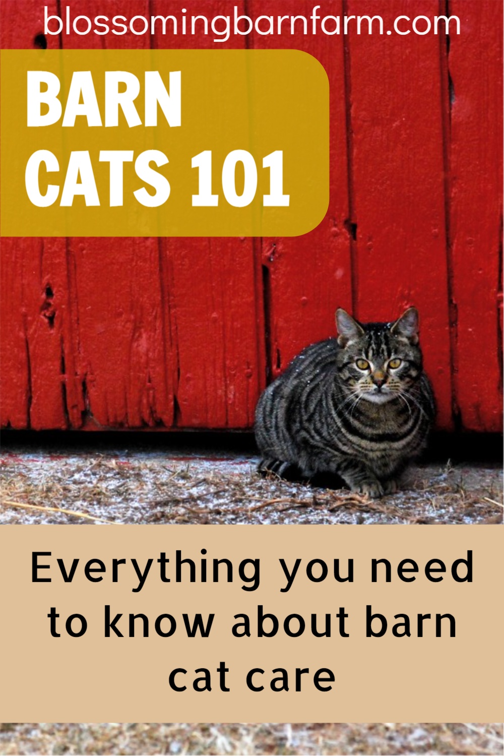 Barn Cats 101: Everything you need to know about barn cat care. Tabby cat in front of barn