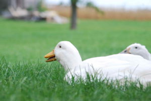 Two White Ducks laying in grass