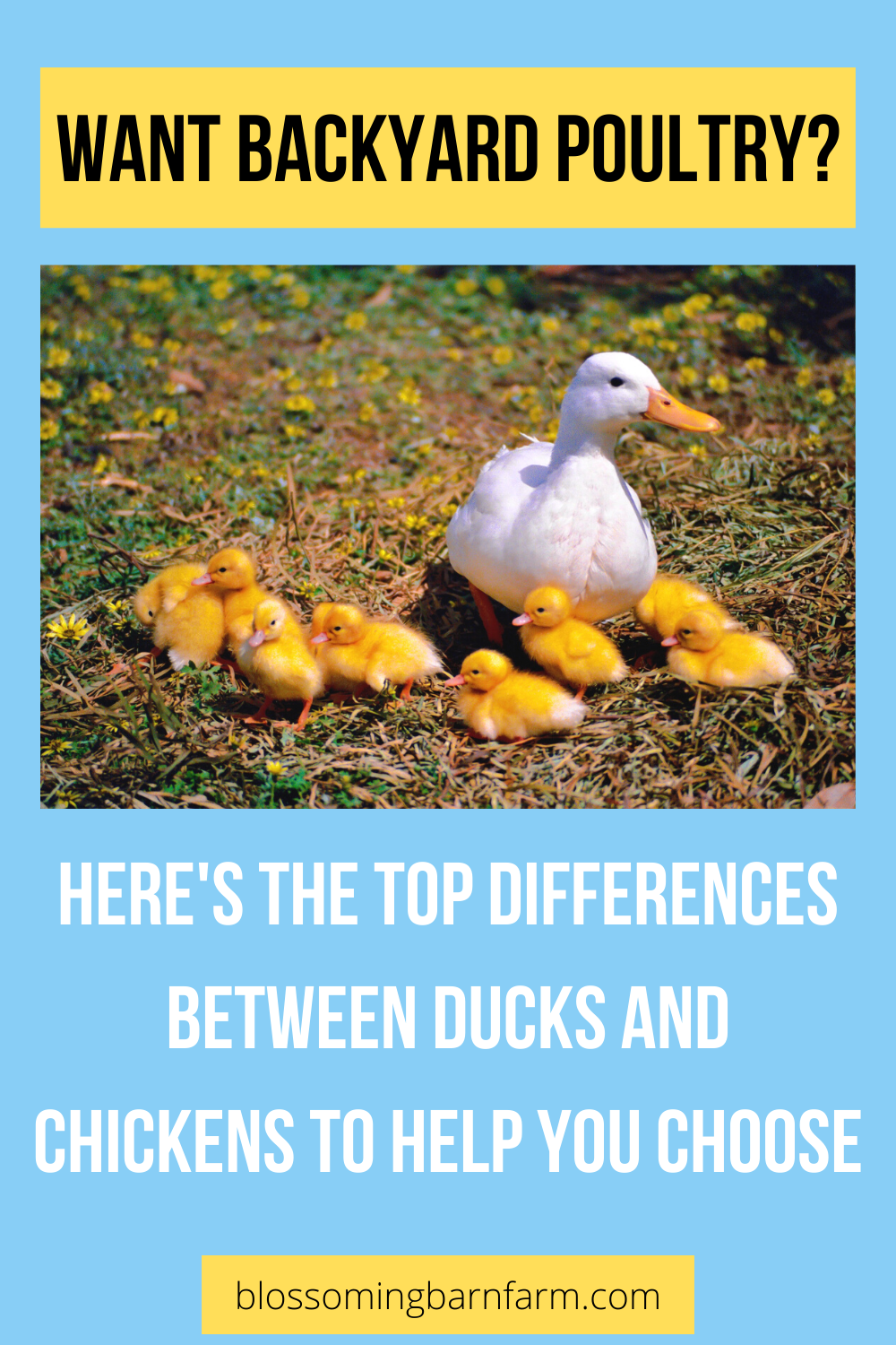 Learn the top differences between chickens and ducks to help you choose the perfect poultry. White duck with a brood of yellow ducklings. 