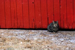 Tabby cat in front of red barn door
