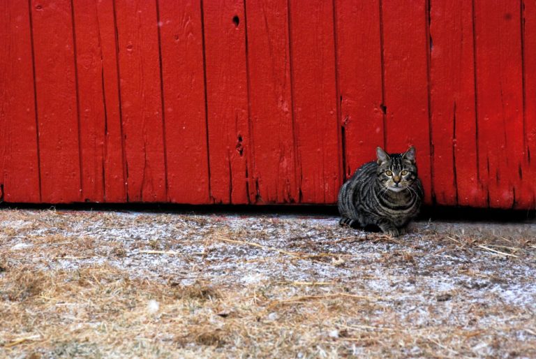 Tabby cat in front of red barn door