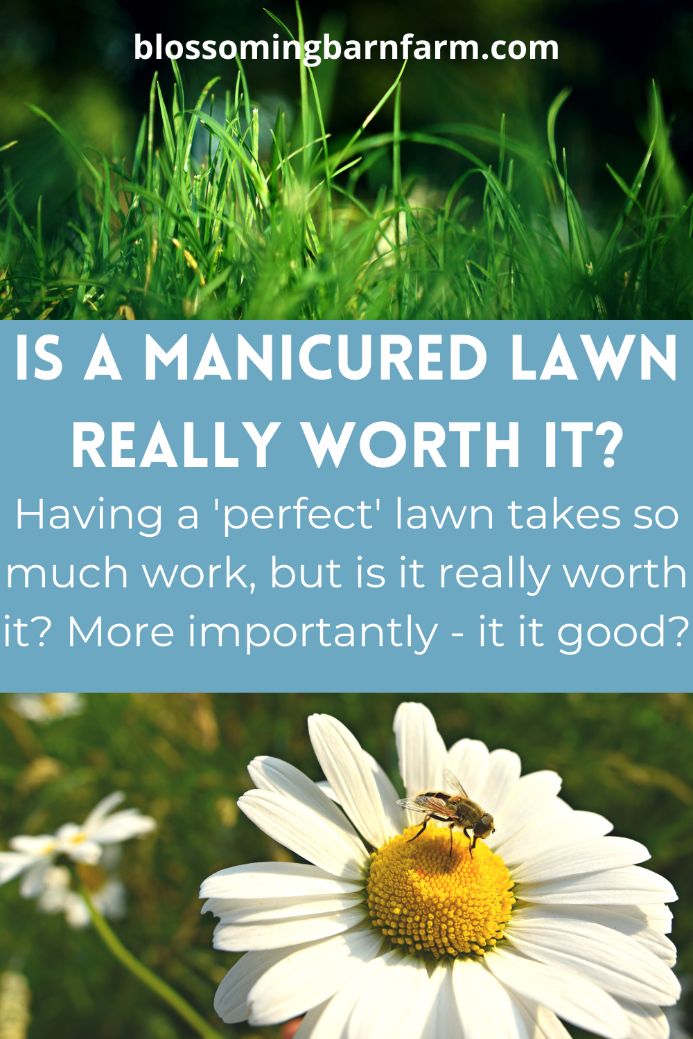 Help save the bees by getting rid of your turf grass lawn. Is a manicured lawn really worth it. Bee on daisy, below green grass.