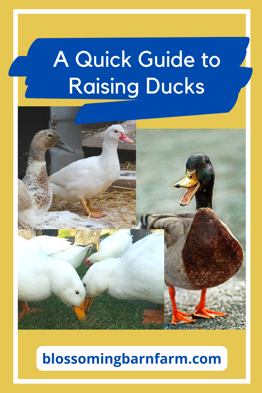 A Quick Guide to Raising Ducks - pictures of ducks on a yellow background