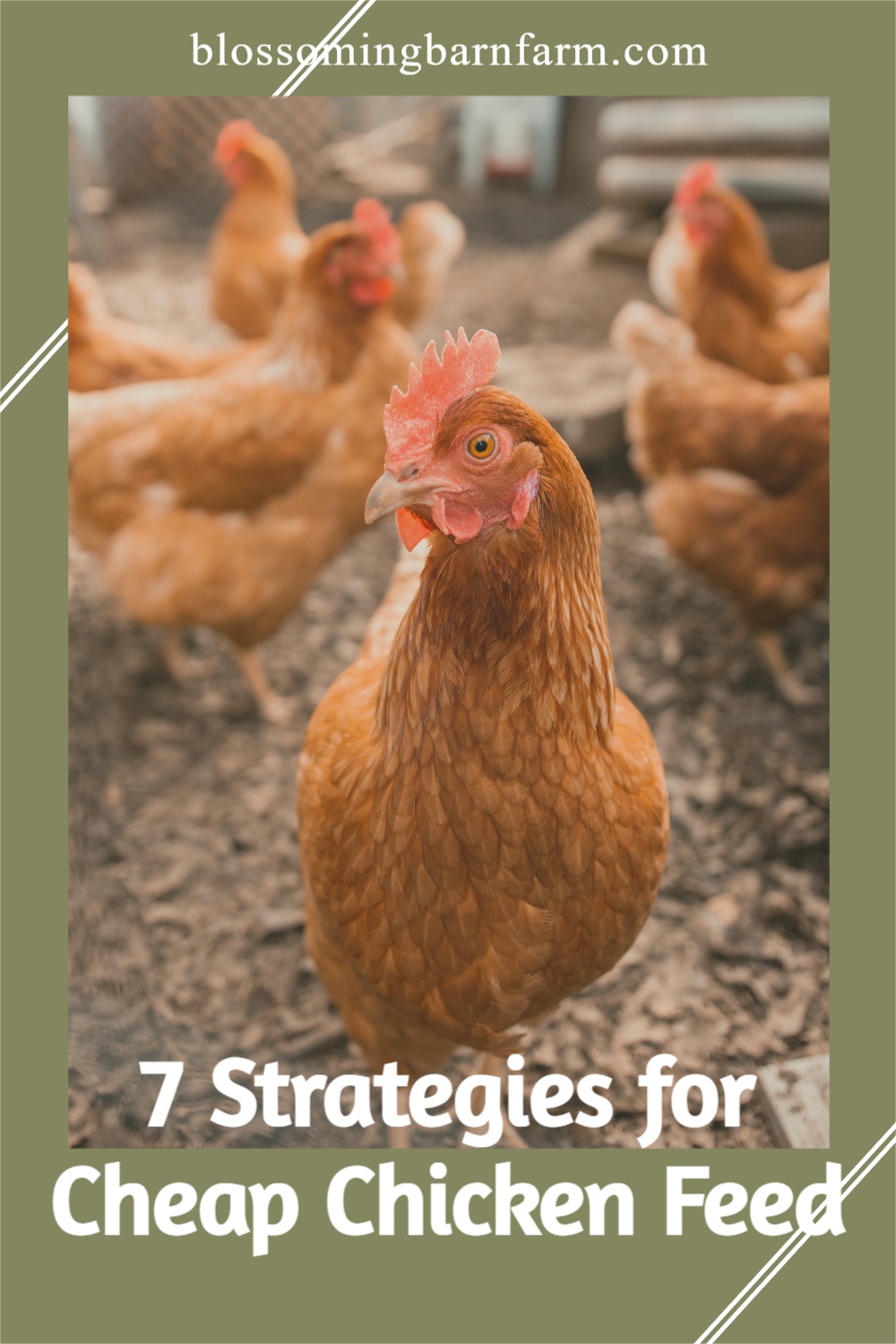 7 Strategies for Cheap Chicken Feed, brown chicken standing on dirt