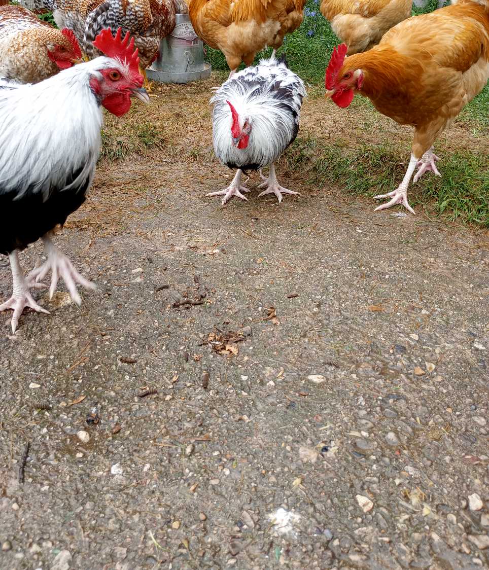 Chickens on concrete eating bugs