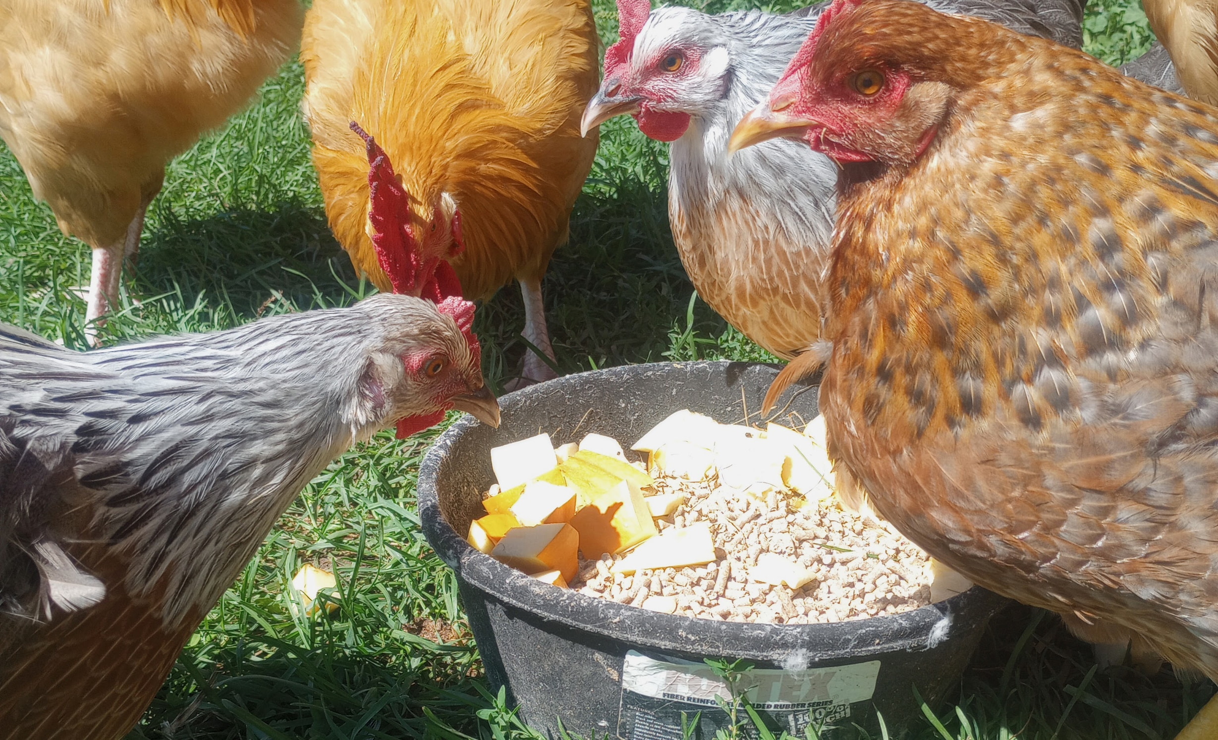 Chicken Hens Eating Cheap Chicken Feed, Pumpkin with Feed Pellets