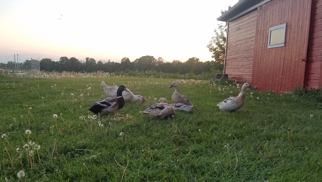 Welsh Harlequin Ducks Free Ranging next to Red Barn at Sunset